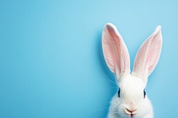 Obraz premium A cute rabbit ear sticking out from the bottom right corner of an isolated blue background, easter concept, high resolution photography.
