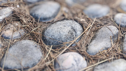 Close-Up of Pebbles Scattered Among Pine Needles on Ground