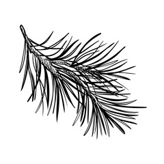 Pine branch hand drawn black and white outline vector illustration. Conifer twig graphic sketch hand painted. Fir or spruce tree for design Christmas invitation, card, new year design, holiday print.
