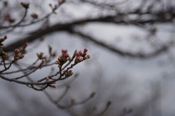枝先の桜の蕾