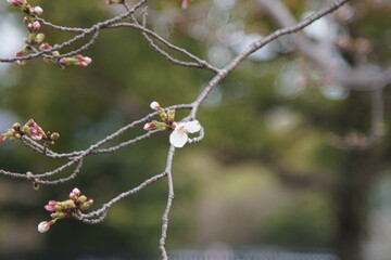 枝先の桜の蕾