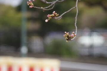 枝先の桜の蕾