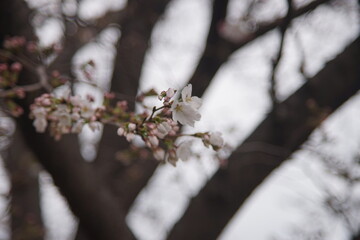 咲き始めた桜