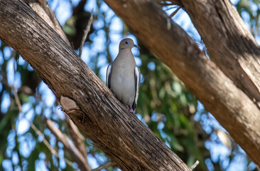 Mourning dove perched on a cedar limb 