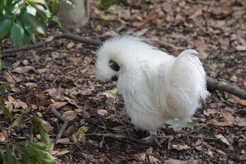 白い鳥・にわとり・烏骨鶏