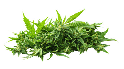 Obraz premium Fresh cannabis plant with lush green leaves and buds on a black background for natural herb imagery