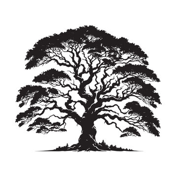 recommend clip art: Mountain Ash Tree Silhouette - Tree Design - Minimalist Mountain ash Vector - Tree Black and White Illustration.