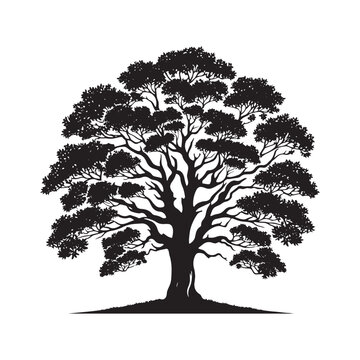 recommend clip art: Mountain Ash Tree Silhouette - Tree Design - Minimalist Mountain ash Vector - Tree Black and White Illustration.