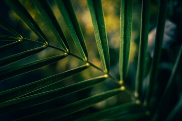 Close-up of tropical palm leaf with deep shadows and golden green tones.