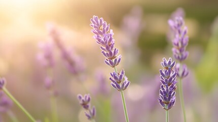 Obraz premium Blooming Lavender Flowers in Natural Light Creating a Serene and Peaceful Atmosphere : Generative AI