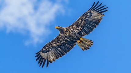 Obraz premium Brown Eagle Soaring Through a Blue Sky with Clouds