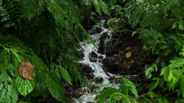 Close up view of small water stream cascading over rocks, surrounded by green leaves. Real time 4K Footage