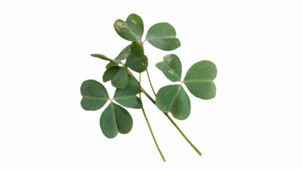 a leaf clover on a transparent background, PNG image, PNG file, Generative art.