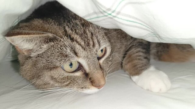 chat tigr&eacute; cach&eacute; sous des draps de lit