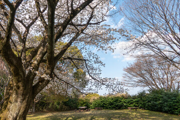 Obraz premium 春の桜の風景 滋賀県大津市皇子が丘公園