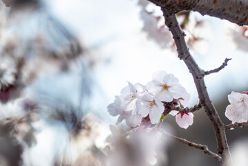 春の桜の風景　滋賀県大津市皇子が丘公園