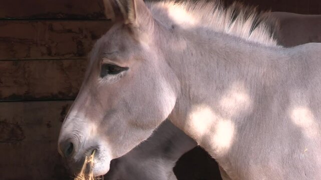 &acirc;ne mangeant du foin dans son enclos
