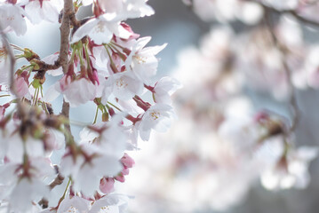 春の桜の風景　滋賀県大津市皇子が丘公園