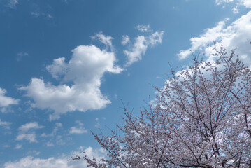 春の桜の風景　滋賀県大津市皇子が丘公園