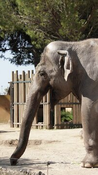 &eacute;l&eacute;phant dans un parc animalier
