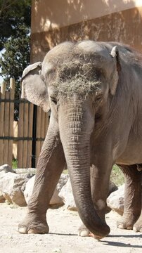 &eacute;l&eacute;phant dans un parc animalier