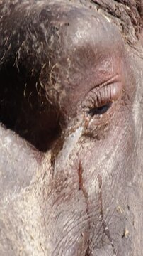 hippopotame en train de pleurer, en gros plan.