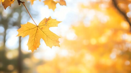 Vibrant golden maple leaf caught in soft sunlight against a blurred background : Generative AI