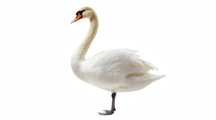 a white swan standing on its hind legs in the water on a transparent background, PNG image, PNG file, Generative art.