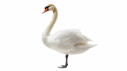 Fototapete Rund a white swan standing on its hind legs in the water on a transparent background, PNG image, PNG file, Generative art. © Alloca Design Studio