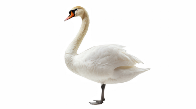 a white swan standing on its hind legs in the water on a transparent background, PNG image, PNG file, Generative art.