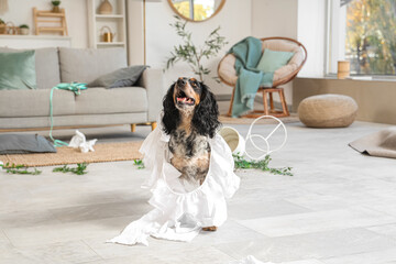 Naughty cocker spaniel with torn clothes in messy living room