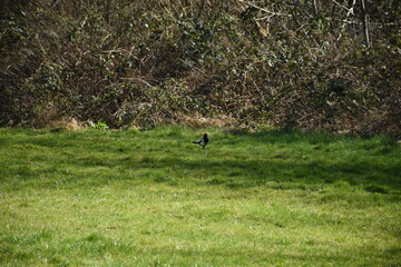 A solitary magpie stands on lush green grass against a backdrop of dense bushes, capturing the tranquility of nature.