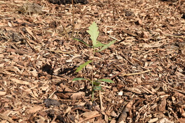 A young oak sapling emerges from a bed of mulch, symbolizing new growth and the importance of reforestation for ecological balance.