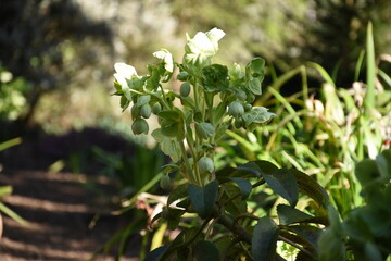 Close-up view of a Helleborus plant with lush greenery and delicate flowers, set in a vibrant garden background.