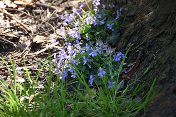 Beautiful clusters of violet flowers blooming near a tree trunk, surrounded by green grass and fallen leaves.