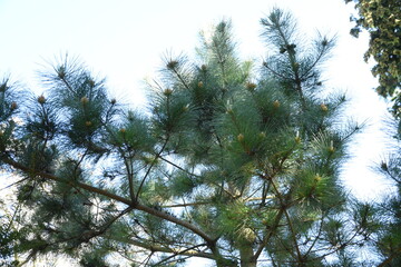 Close-up view of pine tree branches showcasing vibrant green needles and buds against a clear sky.