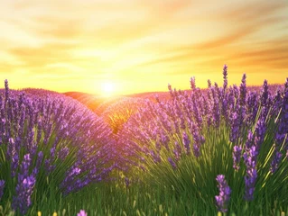 Gordijnen Lavender Field at Sunset: A breathtaking vista of lavender fields, bathed in the golden light of a setting sun, evoking feelings of peace and tranquility. © TiMaFaY