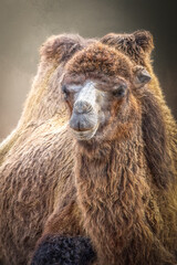 Shaggy Brown Camel Close-Up with Thick Fur and Calm Expression