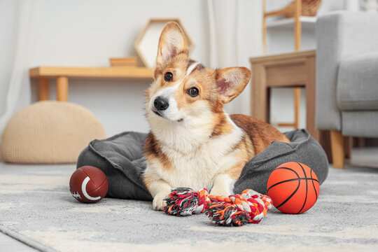 Cute Corgi dog with toys lying in pet bed at home