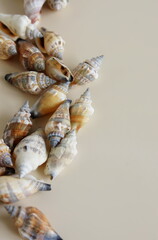 Seashells pattern close up on beige background poster. Neutral colors .