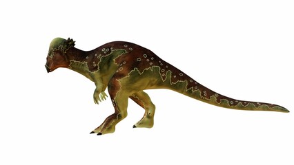 Naklejka premium Detailed 3D Illustration of a Pachycephalosaurus on Isolated Background