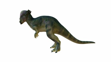 Detailed 3D Illustration of a Pachycephalosaurus on Isolated Background