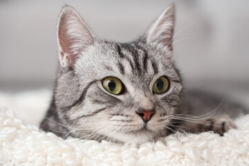 Naklejka premium Grey striped cat lying on soft plaid, closeup
