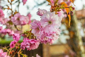 Close-up of Double Petal Pink  Prunus Kanzan Cherry Flower Blooms on a Spring Day