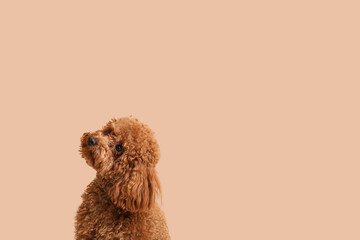 Cute Toy Poodle dog on brown background