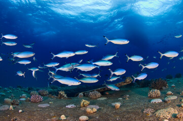 Scuba Diving | Marine life | Diver | Ocean
