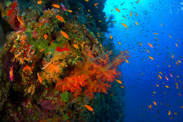 Scuba Diving | Marine life | Diver | Ocean
