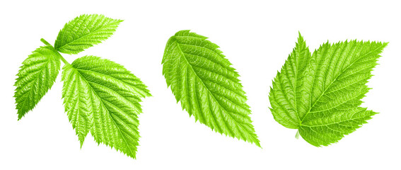 Raspberry leaf. Fresh raspberry leaf isolated on white background. Raspberry leaf clipping path