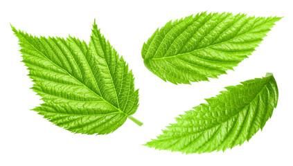 Raspberry leaf collection Clipping Path. Raspberry leaf isolated on white background