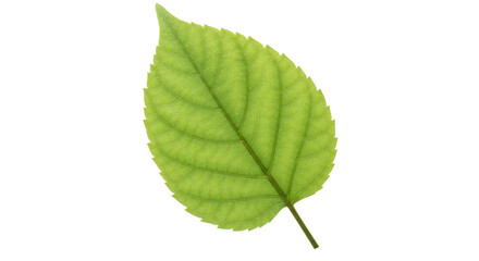 Fototapeta premium Isolated green leaf